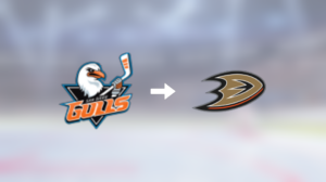 Nu plockas Glenn Gawdin upp till NHL – för spel med Anaheim Ducks